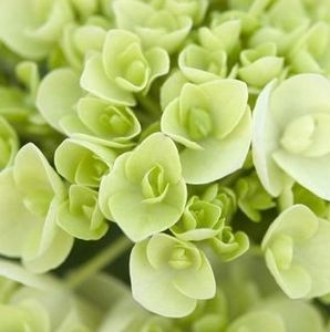 Meet your Posher, Annmarie